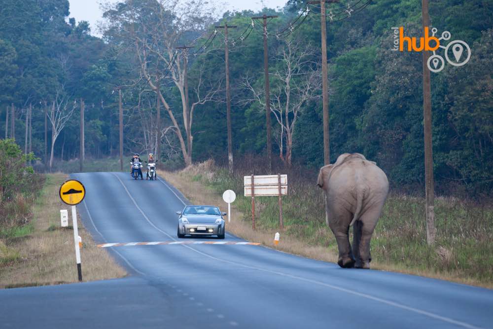 If you are lucky you might see one of these large wild creatures in the park.