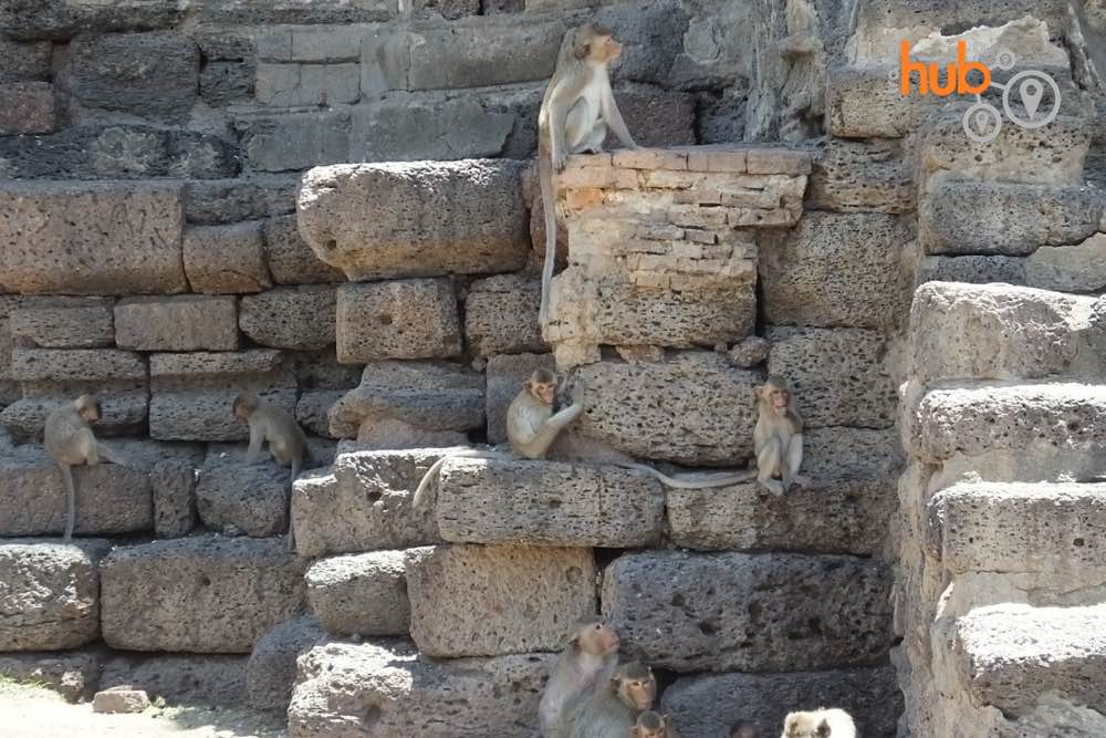 Just a few of the hundreds of monkeys which have made central Lopburi their home.