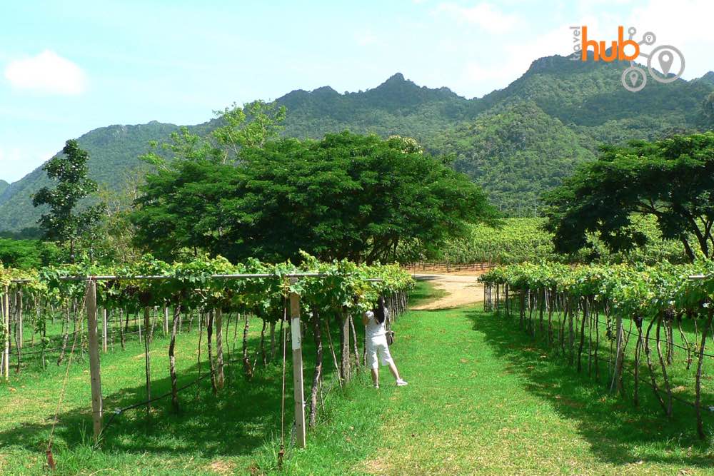 The Grape plantations at Granmonte Vineyard